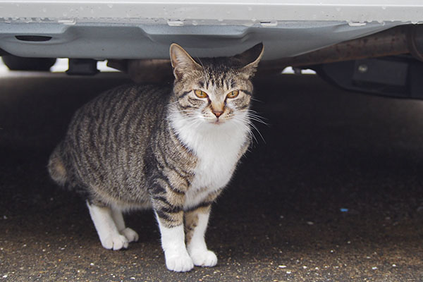 ソックス　車の下