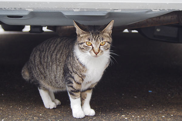 ソックス　車の下　目を見開く