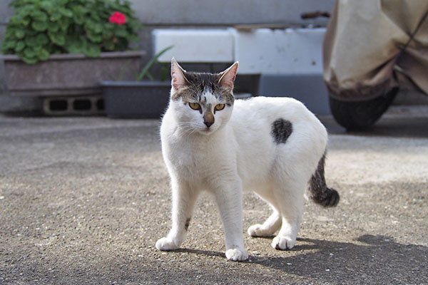 しろまる　丸い柄