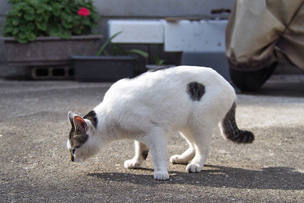 しろまる　オヤツの残りを探す