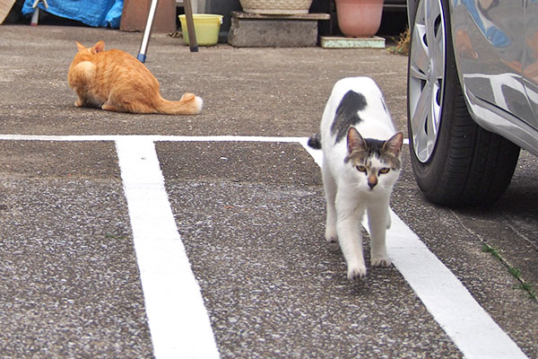 しろまる　後ろにソラ