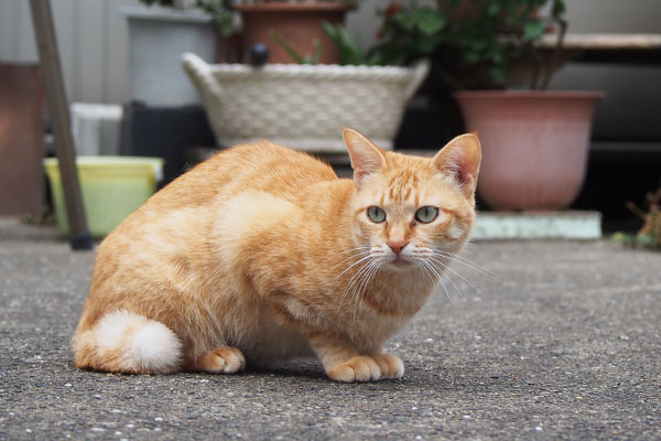 ソラちゃん　移動するれもんを見てる