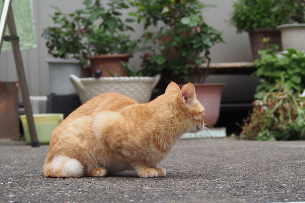 向きを変えた　ソラ