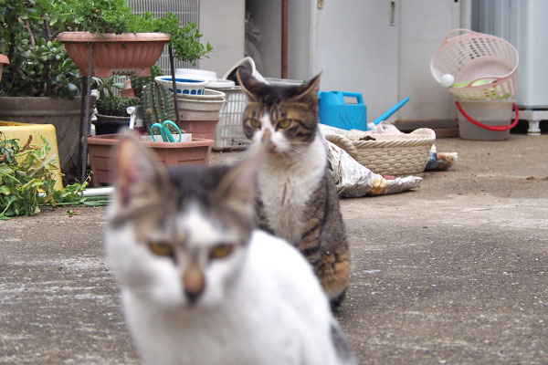 しろまるとホット