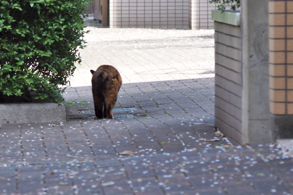 ロミ　お出掛け