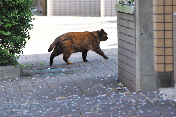 ロミ　お出掛け５