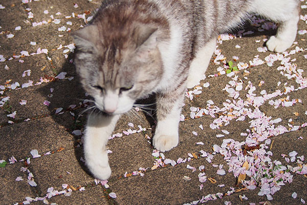 chrom with sakura petals