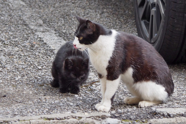 チョモと仔猫２