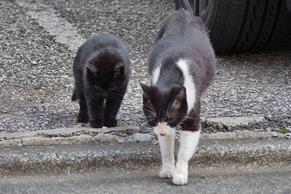 チョモと仔猫３