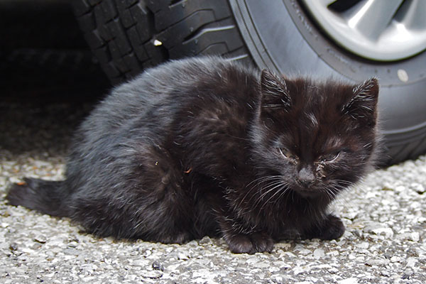 黒仔猫　ちんまり