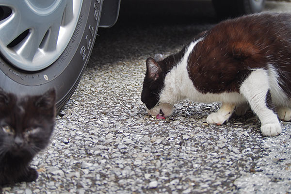 チョモと仔猫４