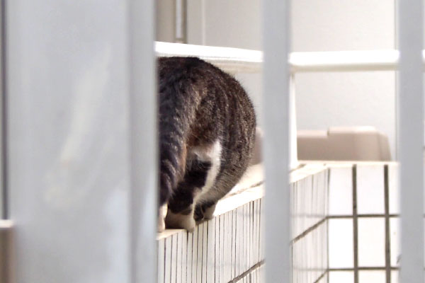 アシメ　少し前進