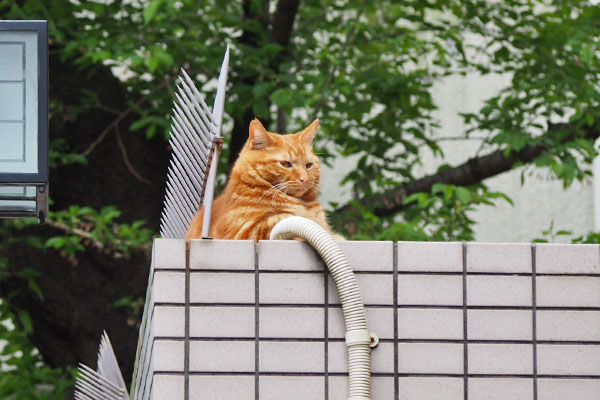 茶トラボーイ　横向き