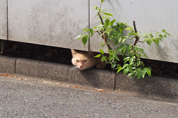 茶トラレディ　生えてる