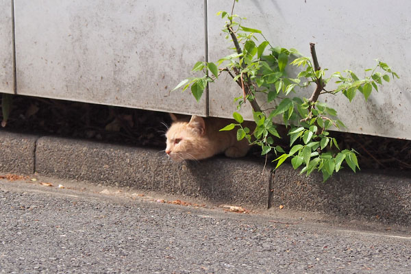 茶トラレディ　生えてる２