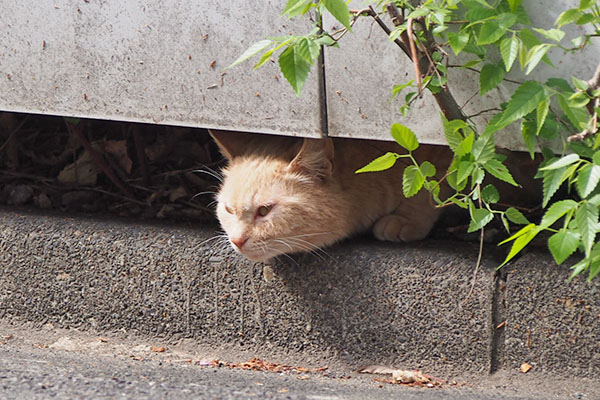 茶トラレディ　生えてる３