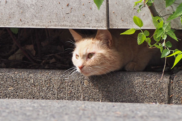 ginger female out her face