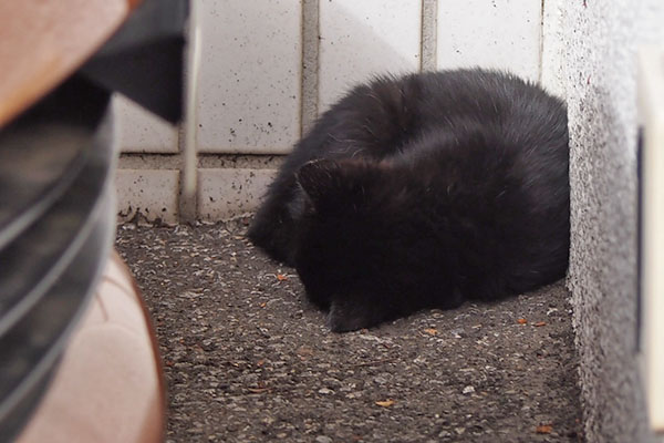 黒仔猫　丸くなって寝ている