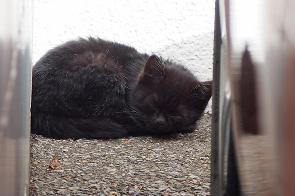 黒仔猫　すやすや