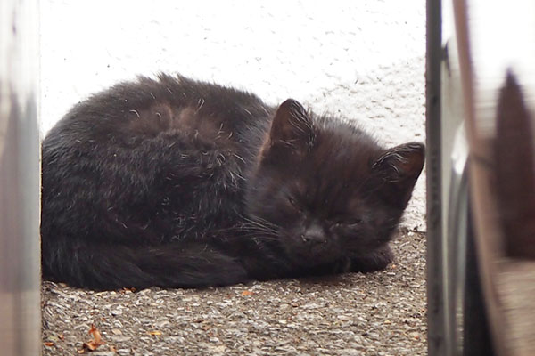 黒仔猫　目を開けた