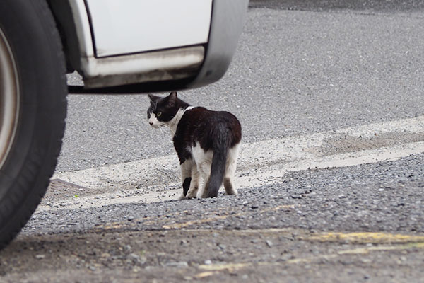 チョモ　仔猫のところへ