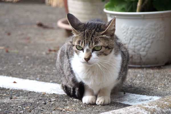 さくら　ちんまり