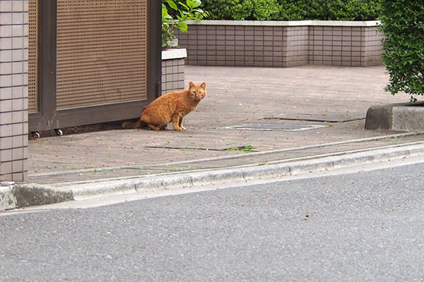 フェンス下から出てきた別茶トラ