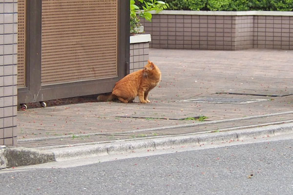 マズイと思ってる別茶トラ