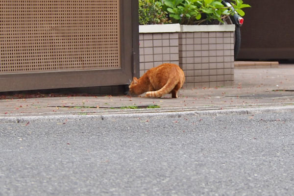 戻るらしい　別茶トラ