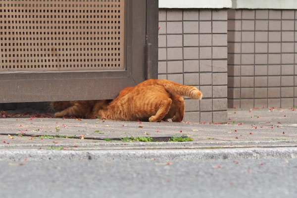 別茶トラ　にゅるり