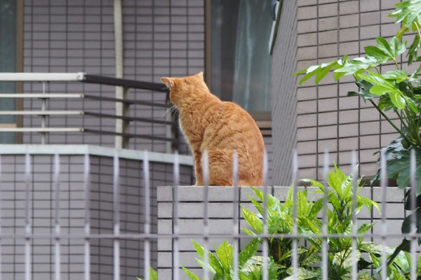 茶トラその１　背を向ける