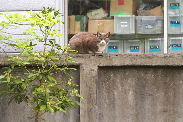 レックス　塀の上　気づく