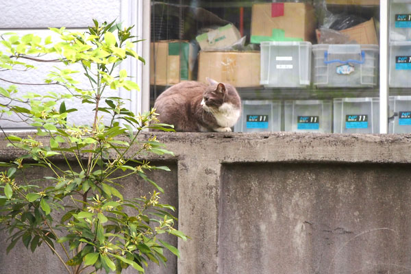 レックス　塀の上で後ろ見てる