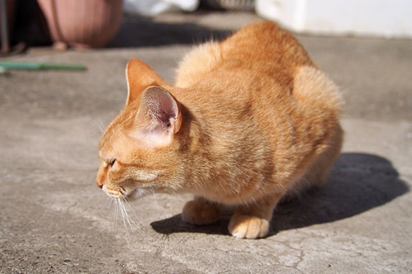 ソラちゃん　横向く