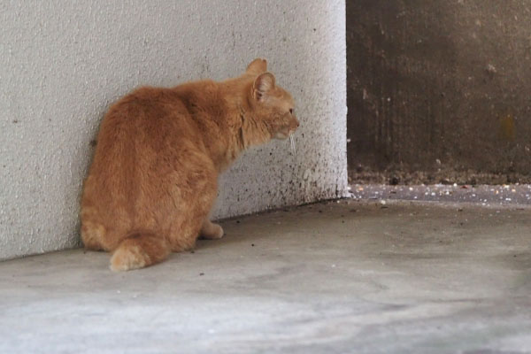 茶トラさん　背中２