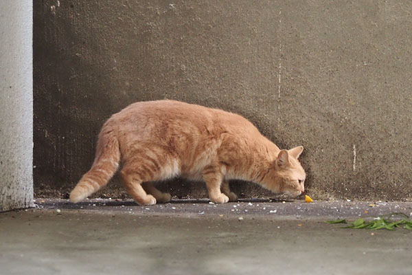 ginger girl sniff