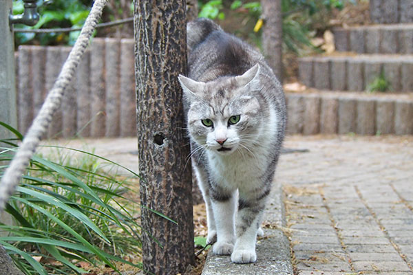 クロム　唸っています