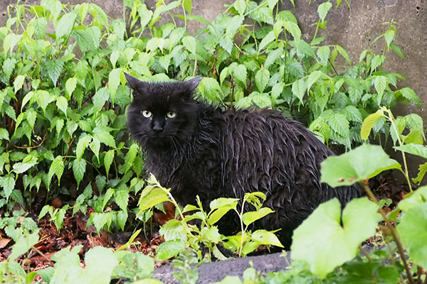 モフネ　横から