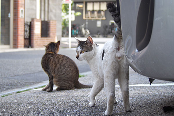 らい太としろまる