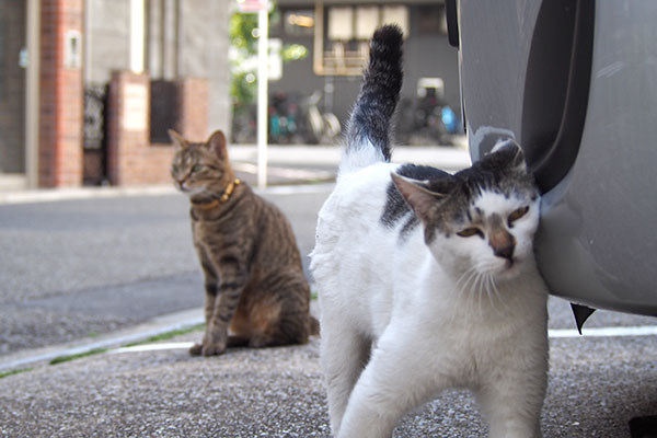 らい太としろまる２