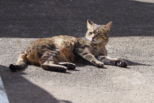 らい太　地面にころりん