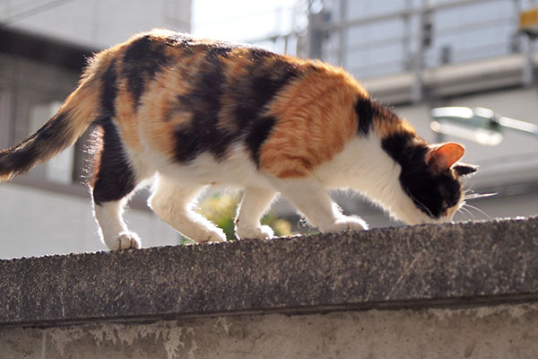 落ちたオヤツを見ている　れもん