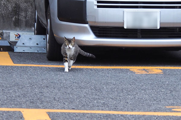 リンクス　来てくれる