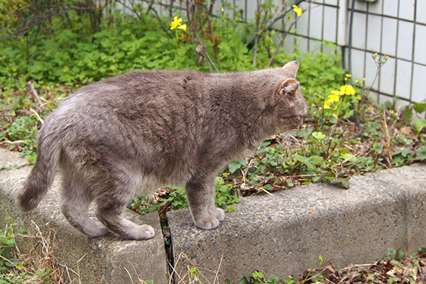 グリ　花壇の縁に乗る