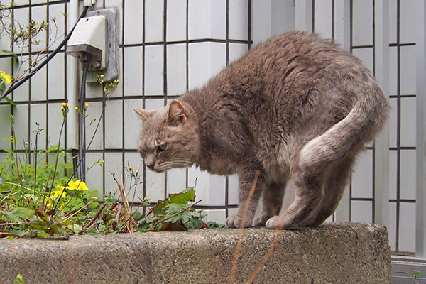 グリ　くるんと方向転換