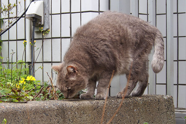 グリ　くんかくんか