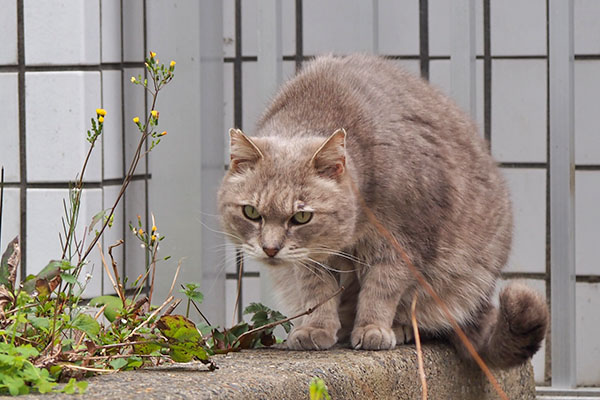 グリ　ほけ