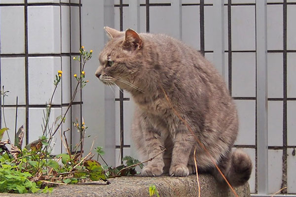 guri sitting