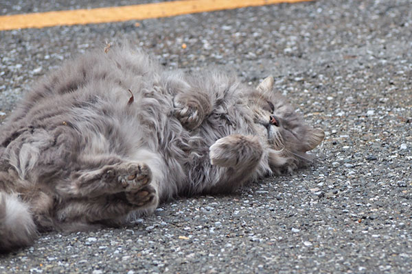 mafu rolling cat