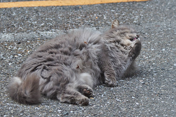 マフ　転がってぺろぺろ